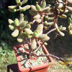 Collecion de Bamba