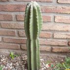 Collecion de Bamba