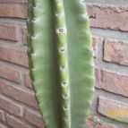 Collecion de Bamba