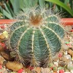 Collecion de Bamba