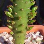 Collecion de Bamba