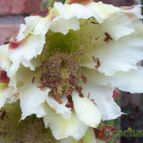 Fotografía tomada por Bamba