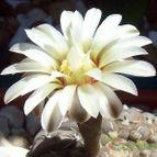 Collecion de Bamba