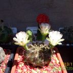 Collecion de Bamba