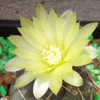 Collecion de Bamba