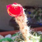 Collecion de Bamba
