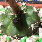 Collecion de Bamba