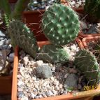Collecion de Bamba