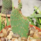 Collecion de Bamba