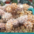 Collecion de Bamba