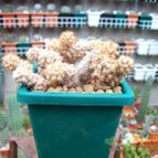 Collecion de Bamba
