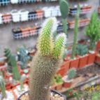 Collecion de Bamba