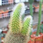 Collecion de Bamba