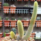 Collecion de Bamba
