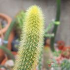 Collecion de Bamba