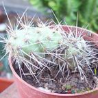 Collecion de Bamba