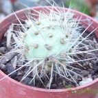Collecion de Bamba