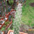 Collecion de Bamba