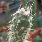 Collecion de Bamba