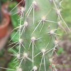 Collecion de Bamba