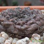 Collecion de Bamba