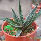 Collecion de Bamba