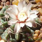 Collecion de Bamba