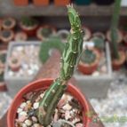 Collecion de Bamba