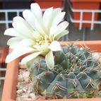 Collecion de Bamba