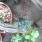 Collecion de BanaB