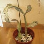 Opuntia monacantha fma. variegada