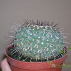 Collecion de Blanca