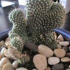 Collecion de Blanquita