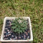 Mammillaria compressa ssp. compressa