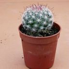 Collecion de Bokyta