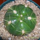 Collecion de Bruja Valentina