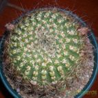 Collecion de Bruja Valentina
