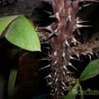 Collecion de Bruja Valentina
