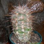 Collecion de Bruja Valentina