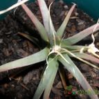 Collecion de Bruja Valentina