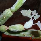 Collecion de Bruja Valentina