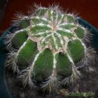 Collecion de Bruja Valentina
