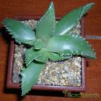Collecion de Bruja Valentina