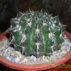 Collecion de Bruja Valentina