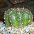 Collecion de Bruja Valentina