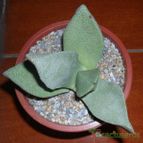 Collecion de Bruja Valentina