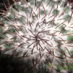 Collecion de Bruja Valentina