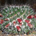 Collecion de Bruja Valentina