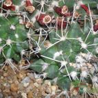 Collecion de Bruja Valentina