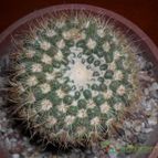 Collecion de Bruja Valentina